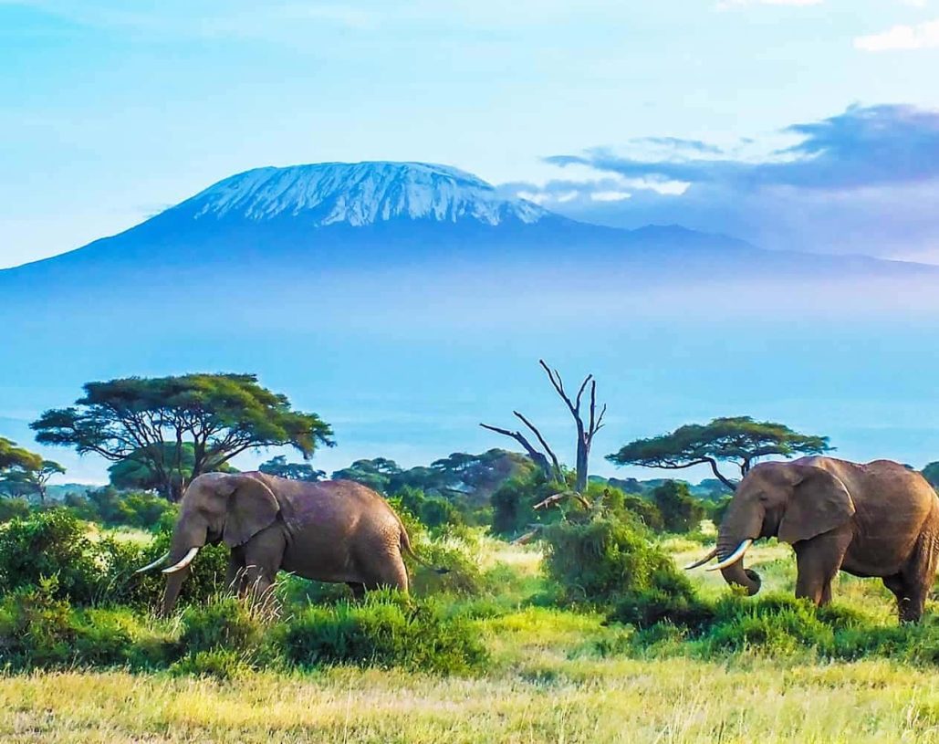5-Days-Tanzania-wildlife-safari
